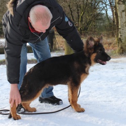 Standbilleder af kredsens hunde